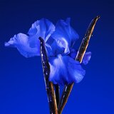 Kenzo Flower by Ikebana Indigo parfumska voda za ženske 75 ml | Shoptok.si