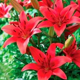 Royal De Ree Lukovica Ljiljan - Lilium Asiatic Red 2/1 Cene