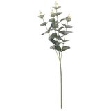  EUKALIPTUS 65CM | Eponuda.ba