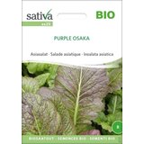 Sativa Azijska solata "Purple Osaka" Cene