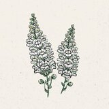 Jora Dahl Antirrhinum majus "Royal Bride" - veliki odolin Cene