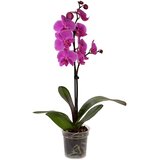 Ocean Orchids orhideja phalaenopsis 1-stebelna ø lončka 12 cm | Shoptok.si