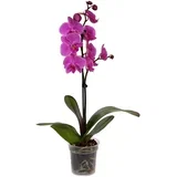 orhideja phalaenopsis 1-stebelna ø lončka 12 cm
