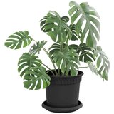  Krožni cvetlični pladenj 6 pcs Črna Ø 15,5 x 2 cm Plastika, (5000207329) | Shoptok.si