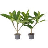 Plant in a Box Plumerija - 2 kos - Plumeria rubra - Višina 45-55cm - ⌀17cm, (21758116) | Shoptok.si