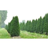  Thuja occidentalis smaragd'- 100/125 cm | ePonuda.com
