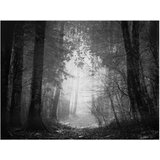 Tapeta - Forest of shadows 250x193 | shoptok.hr