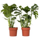 Plant in a Box navadna monstera - 2 kos - monstera deliciosa - višina 70-80cm - ⌀21cm, (21757983) Cene