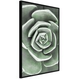  Poster - Robust Plant 20x30 | shoptok.hr