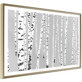  Poster - Birch Wood 60x40 | shoptok.hr