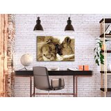  Slika za samostalno slikanje - Lions In Love 60x40 | shoptok.hr