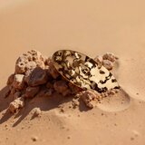 Catrice DESERT DUNE sponka za lase C01 Golden Dune 1 kos | Shoptok.si