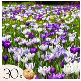 Plant in a Box Žafran - 30 kos - Crocus 'Large Flowering Mix' - Cvetne čebulice, (21757025) | Shoptok.si