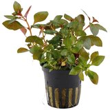 Rainforest ludwigia repens rubin | ePonuda.com