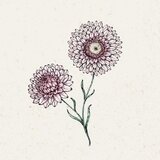  Helichrysum bracteatum "Silvery Rose" (Suha roža) - 1 pkt. | Shoptok.si
