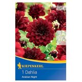 KIEPENKERL Lukovice jesenskog cvijeća Dalija Arapska noć (Dahlia x Hybrida, 1 Kom., Crvena) | shoptok.hr