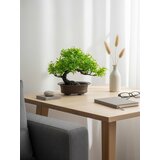 Sinsay Bonsai stablo u posudi | shoptok.hr