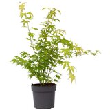 Plant in a Box japonski javor - acer palmatum 'orange dream' - višina 60-70cm - ⌀19cm, (21757487) | Shoptok.si