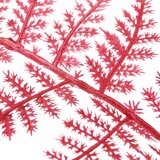 Mömax Umetna Rastlina Plumosus I -Paz- | Shoptok.si