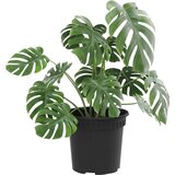  Okrugla saksija za cveće 6 pcs Crna Ø 15 x 12 cm Plastika | Eponuda.ba