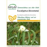 Saflax Evkaliptus (bicostata) Cene