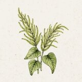  Amaranthus caudatus "Green Cascade" (Ščir) - 1 pkt. | Shoptok.si