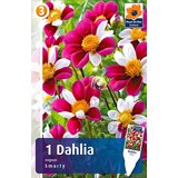 Royal De Ree Lukovica Georgina, dalija - Dahlia Mignon Smarty 1/1 Cene