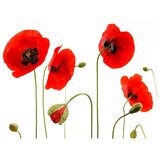  Tapeta - Red poppies summertime reminiscence 350x270 | shoptok.hr