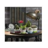  Saksija 870/09 cactus | Eponuda.ba