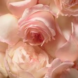 Polo Ralph Lauren Romance parfemska voda 50 ml za žene | shoptok.hr
