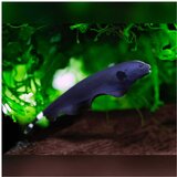 Akvarijum Centar Apteronotus albifrons - Riba duh | ePonuda.com