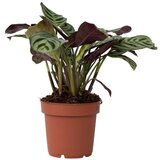Plant in a Box marant - ctenanthe 'amagris' - višina 20-30cm - ⌀12cm, (21758268) Cene