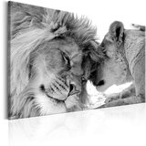  Slika - Lion's Love 120x80 | shoptok.hr