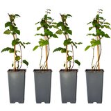 Plant in a Box navadna robida - 2 kos - rubus fruticosus 'thornfree' - višina 50-60cm - ⌀15cm, (21757840) | Shoptok.si