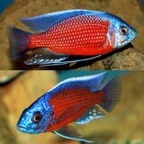Akvarijum Centar red fin kadango cichlid | ePonuda.com