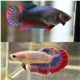 Akvarijum Centar Betta splendens - Borac zenka | ePonuda.com