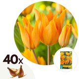 Plant in a Box Tulipani čebulice - 40 kos - Tulipa Prastants Shogun - Cvetne čebulice - Oranžna, (21755688) | Shoptok.si
