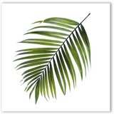 Styler Slika Canvas Greenery Black Palm, 32 x 32 cm Cene