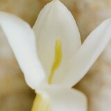 Chloé Nomade Jasmin Naturel Intense parfemska voda 30 ml za žene | shoptok.hr