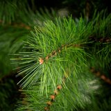  CT0279 – Umjetna jelka Nordijski bor, 240 cm | shoptok.hr