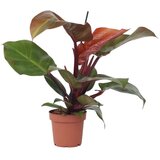 Plant in a Box filodendron - philodendron 'sun light' - višina 20-30cm - ⌀12cm, (21757903) Cene