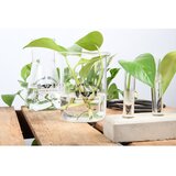 Esschert Design Steklena vaza (višina 12 cm) Natural History – | Shoptok.si