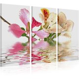  Slika - Orchid with colorful spots 120x80 Cijene