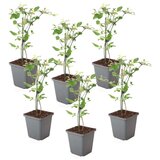 Plant in a Box navadna gardenija - 6 kos - jasminum &#039;summer scent&#039; - vi&scaron;ina 25-40cm - ⌀9cm, (21757475) cene