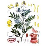 Rinfuz Sena (Cassia angustifolia), 100g Cene