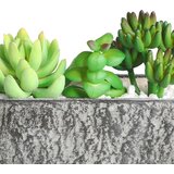 Eglo 428009 - Veštački sukulent u saksiji CHITOSE 14,5x17,8 cm | Eponuda.com