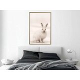  Poster - Curious Rabbit 30x45 | shoptok.hr