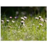  Tapeta - Daisies with morning dew 200x154 | shoptok.hr