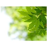  Tapeta - leaves (Shallow focus) 250x193 | shoptok.hr