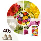 Plant in a Box Frezija - 40 kos - Freesia Mix - Cvetne čebulice, (21755731) Cene